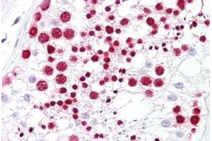 Anti-NPM1 antibody IHC staining of human testis. (NPM1 抗体  (AA 201-250))
