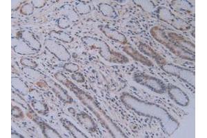 IHC-P analysis of Human Stomach Tissue, with DAB staining. (PEBP1 抗体  (AA 2-187))