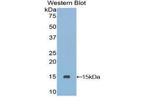 Western Blotting (WB) image for anti-Secreted LY6/PLAUR Domain Containing 1 (SLURP1) (AA 1-103) antibody (ABIN1860585) (SLURP1 抗体  (AA 1-103))