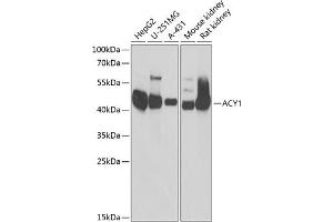 Western blot analysis of extracts of various cell lines, using  antibody (ABIN6127428, ABIN6136509, ABIN6136511 and ABIN6217463) at 1:1000 dilution. (Aminoacylase 1 抗体  (AA 1-408))