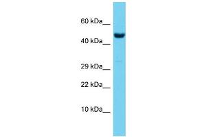 Host:  Rabbit  Target Name:  Rbpj  Sample Type:  Mouse Testis lysates  Antibody Dilution:  1.
