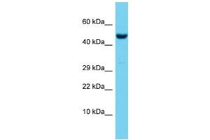 Host:  Rabbit  Target Name:  Rbpj  Sample Type:  Mouse Testis lysates  Antibody Dilution:  1. (RBPJ 抗体  (Middle Region))