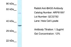 Western Blotting (WB) image for anti-BCL2-Associated Athanogene 5 (BAG5) (N-Term) antibody (ABIN2774330) (BAG5 抗体  (N-Term))