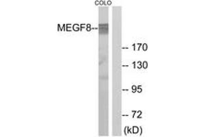 Western Blotting (WB) image for anti-Multiple EGF-Like-Domains 8 (MEGF8) (AA 1243-1292) antibody (ABIN2890423) (MEGF8 抗体  (AA 1243-1292))