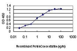 Detection limit for recombinant GST tagged KSR2 is approximately 0. (KSR2 抗体  (AA 411-500))