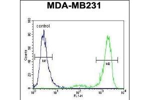 KCNT2 Antibody (C-term) (ABIN654309 and ABIN2844095) flow cytometric analysis of MDA-M cells (right histogram) compared to a negative control cell (left histogram). (KCNT2 抗体  (C-Term))