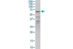 ZNF284 MaxPab polyclonal antibody. (ZNF284 抗体  (AA 1-593))