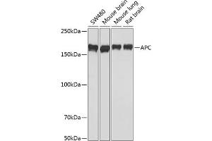 Western blot analysis of extracts of various cell lines, using APC antibody (ABIN7265452) at 1:1000 dilution. (APC 抗体)