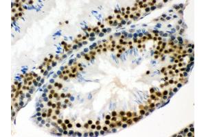 Anti- EWSR1 Picoband antibody, IHC(P) IHC(P): Mouse Testis Tissue (EWSR1 抗体  (Middle Region))