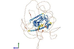 Protein Structure (PS) image for Neighbor of BRCA1 Gene 1 (NBR1) (AA 1-988) protein (His tag) (ABIN7563548)