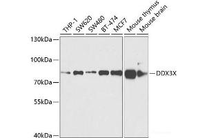 Western blot analysis of extracts of various cell lines using DDX3X Polyclonal Antibody at dilution of 1:1000. (DDX3X 抗体)