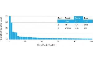 Analysis of Protein Array containing more than 19,000 full-length human proteins using bcl-6 Mouse Monoclonal Antibody (BCL6/1475). (BCL6 抗体  (AA 256-389))