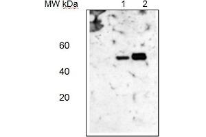 Lane 1: Arabidopsis thaliana total leaf protein extract,Lane 2: Zea mays total leaf protein extract (5 Eg of total protein were loaded per lane)