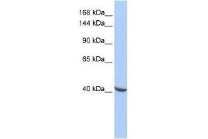 POGZ antibody used at 0. (POGZ 抗体  (Middle Region))