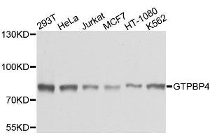 Western blot analysis of extracts of various cell lines, using GTPBP4 antibody. (GTPBP4 抗体  (AA 385-634))