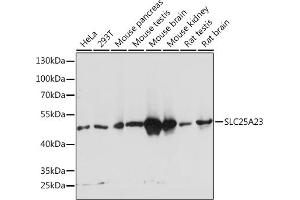 Western blot analysis of extracts of various cell lines, using SLC25 Rabbit pAb  at 1:1000 dilution. (SLC25A23 抗体  (AA 1-160))