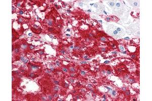 Anti-IFNL1 / IL29 antibody IHC staining of human adrenal. (IL29 抗体  (AA 54-85))