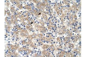 Tetraspanin 32 antibody was used for immunohistochemistry at a concentration of 4-8 ug/ml to stain Hepatocytes (arrows) in Human Liver. (TSPAN32 抗体  (Middle Region))