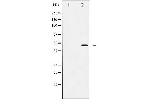 Western blot analysis of FOXP3 expression in A549 cells. (FOXP3 抗体  (C-Term))