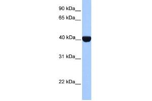 WB Suggested Anti-CSNK2A2 Antibody Titration: 0. (CSNK2A2 抗体  (C-Term))