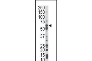 Antibody is used in Western blot to detect PCK1 in mouse liver tissue lysate. (PCK1 抗体  (N-Term))