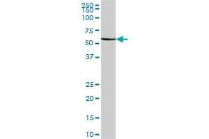 FARSLA MaxPab polyclonal antibody. (Phenylalanyl-tRNA Synthetase, alpha Subunit (FARSA) (AA 1-508) 抗体)