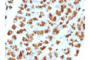 IHC testing of FFPE rat pancreas with Elastase 3B antibody (clone CELA3B/1257). (Elastase 3B 抗体  (AA 82-238))