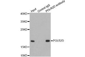 Immunoprecipitation analysis of 200ug extracts of HepG2 cells using 1ug POLR2D antibody. (POLR2D 抗体)
