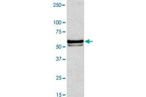 Western blot analysis of Jurkat cell lysate with NAP1L1 polyclonal antibody  at 1:1000 dilution. (NAP1L1 抗体  (N-Term))
