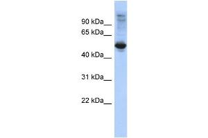 WB Suggested Anti-FBXL16 Antibody Titration: 0. (FBXL16 抗体  (Middle Region))