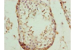Immunohistochemistry of paraffin-embedded human testis tissue using ABIN7162014 at dilution of 1:100 (NUP43 抗体  (AA 1-200))