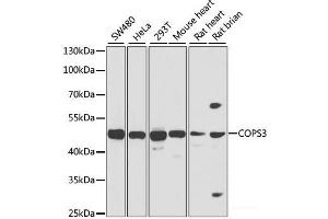 Western blot analysis of extracts of various cell lines using COPS3 Polyclonal Antibody at dilution of 1:1000. (COPS3 抗体)