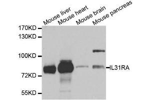 Western blot analysis of extracts of various cell lines, using IL31RA antibody. (IL31RA 抗体  (AA 1-300))