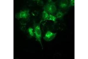 Anti-BECN1 mouse monoclonal antibody (ABIN2454304) immunofluorescent staining of COS7 cells transiently transfected by pCMV6-ENTRY BECN1 (RC201629). (Beclin 1 抗体)