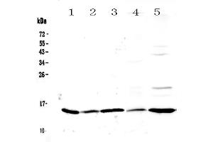 Western blot analysis of Galectin 1 using anti-Galectin 1 antibody .