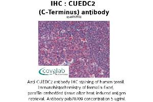 Image no. 1 for anti-CUE Domain Containing 2 (CUEDC2) (C-Term) antibody (ABIN1733372) (CUEDC2 抗体  (C-Term))