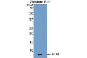 Western Blotting (WB) image for anti-Epidermal Growth Factor (EGF) (AA 971-1023) antibody (ABIN1858692) (EGF 抗体  (AA 971-1023))
