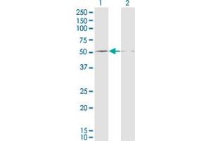 Western Blot analysis of DUSP5 expression in transfected 293T cell line by DUSP5 monoclonal antibody (M04), clone 2F3. (DUSP5 抗体  (AA 286-384))