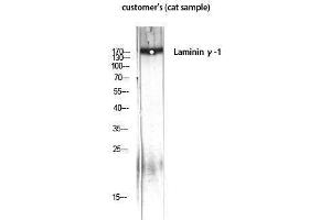 Western Blotting (WB) image for anti-Laminin, gamma 1 (LAMC1) (C-Term) antibody (ABIN3185354)
