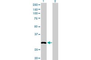 Western Blot analysis of MLF2 expression in transfected 293T cell line by MLF2 MaxPab polyclonal antibody. (MLF2 抗体  (AA 1-248))