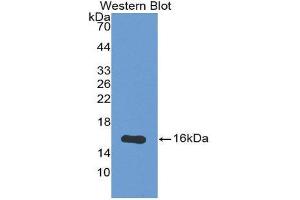 Western Blotting (WB) image for anti-Osteoglycin (OGN) (AA 180-298) antibody (ABIN1175799) (OGN 抗体  (AA 180-298))