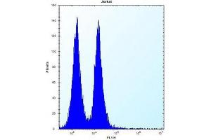 Flow cytometric analysis of Jurkat cells using MAFB Antibody (C-term) Cat. (MAFB 抗体  (C-Term))