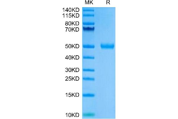 CYTL1 Protein (AA 23-136) (Fc Tag)