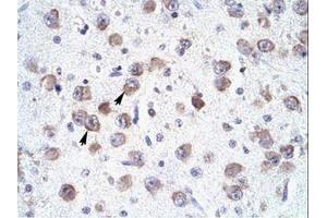 Image no. 1 for anti-RNA-binding protein Raly (RALY) (N-Term) antibody (ABIN6735882) (Raly 抗体  (N-Term))