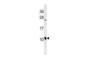 DEFA3 Antibody (C-term) (ABIN1537232 and ABIN2838268) western blot analysis in Jurkat cell line lysates (35 μg/lane). (DEFa3 抗体  (C-Term))