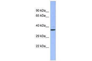 CHRFAM7A antibody used at 1 ug/ml to detect target protein. (CHRFAM7A 抗体  (Middle Region))