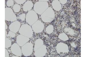 Image no. 3 for anti-N-Methylpurine-DNA Glycosylase (MPG) (AA 1-90) antibody (ABIN598819) (MPG 抗体  (AA 1-90))