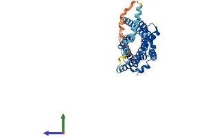 AlphaFold protein structure predicition of Human Recombinant CCR8 Protein, UniprotID P51685