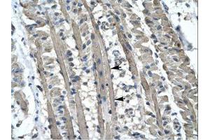 Image no. 1 for anti-Kinesin Family Member 5B (KIF5B) (AA 694-743) antibody (ABIN6736277) (KIF5B 抗体  (AA 694-743))
