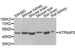 Western blot analysis of extracts of various cells, using ATP6AP2 antibody.